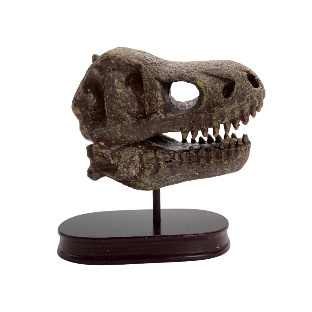 KIT CRANEO DINOSAURIO