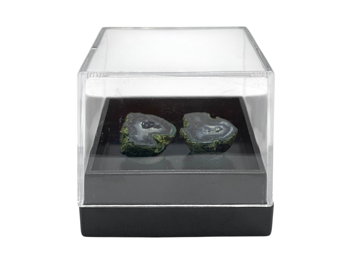 ESPÉCIMEN DE GEODA TABASCO