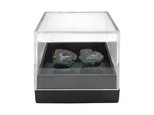 ESPÉCIMEN DE GEODA TABASCO