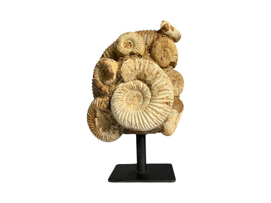 AMONITE MÚLTIPLE RÚSTICO