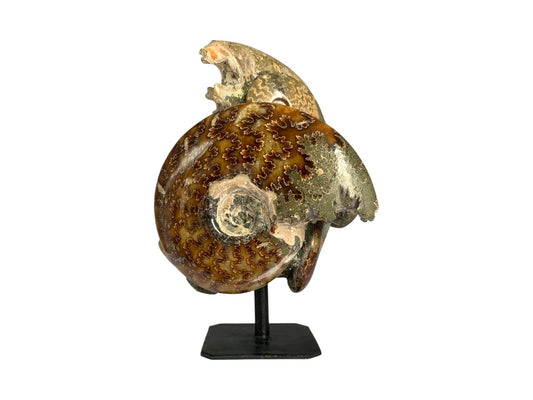 AMONITE MÚLTIPLE BRILLADO