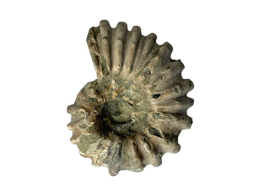 AMONITE GUSANO FÓSIL