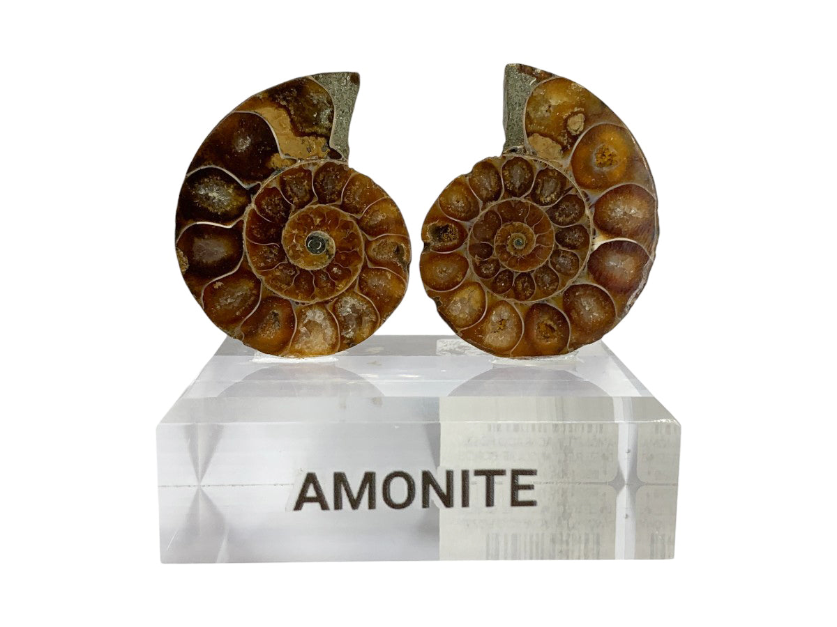 AMONITE NACARADO PAR