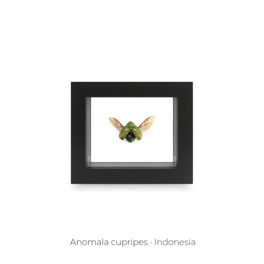 CUADRO DE INSECTO ANOMALA CUPRIPES.