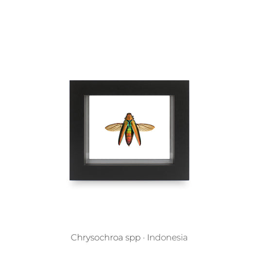 CUADRO DE INSECTO CHRYSOCHROA.