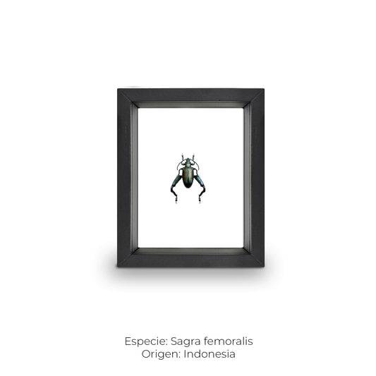 CUADRO DE INSECTO SAGRA