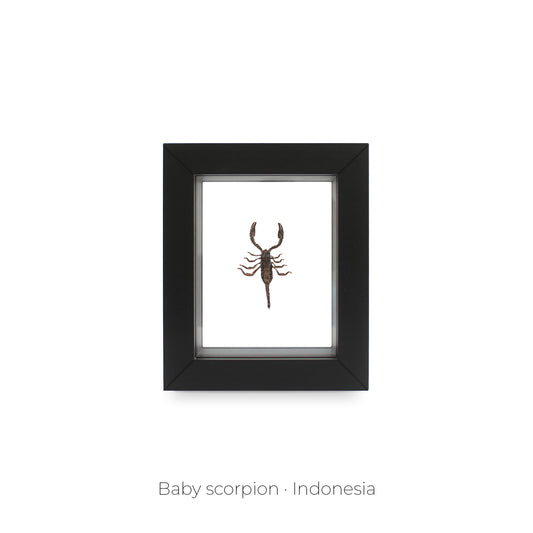 CUADRO DE INSECTO ESCORPIÓN.