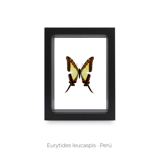 CUADRO DE MARIPOSA EURYTIDES LEUCASPIS.