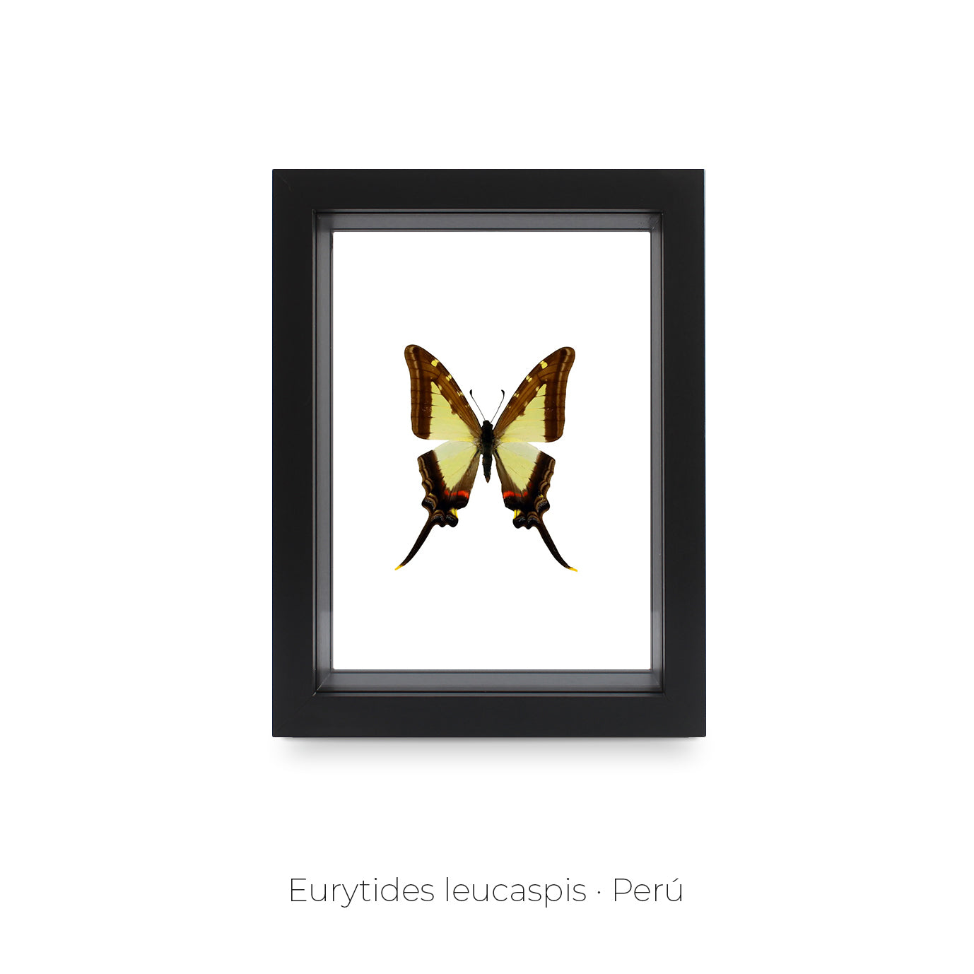 CUADRO DE MARIPOSA EURYTIDES LEUCASPIS.