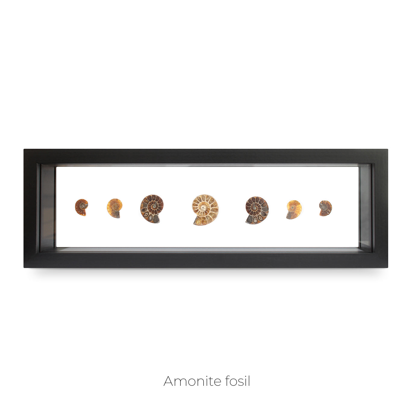 CUADRO DE AMONITES FÓSIL.