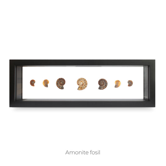 CUADRO DE AMONITES FÓSIL.