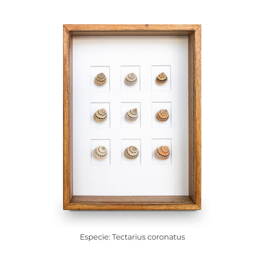 CUADRO CON 9 CARACOLAS TECTARIUS.