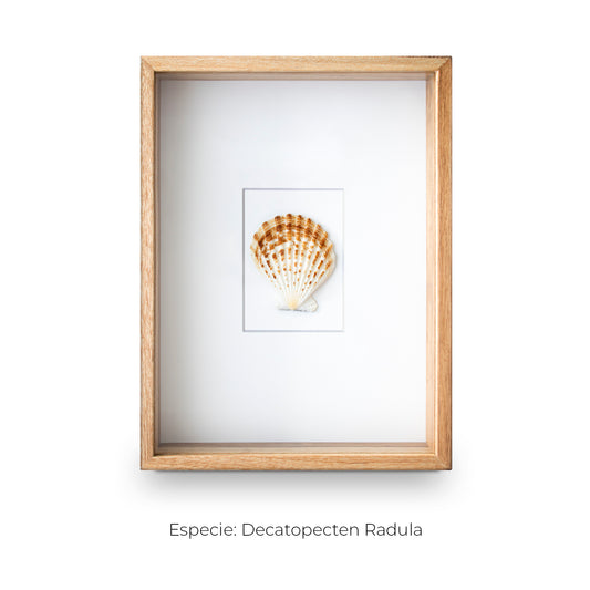 CUADRO CON 1 CARACOLA DECATOPECTEN.