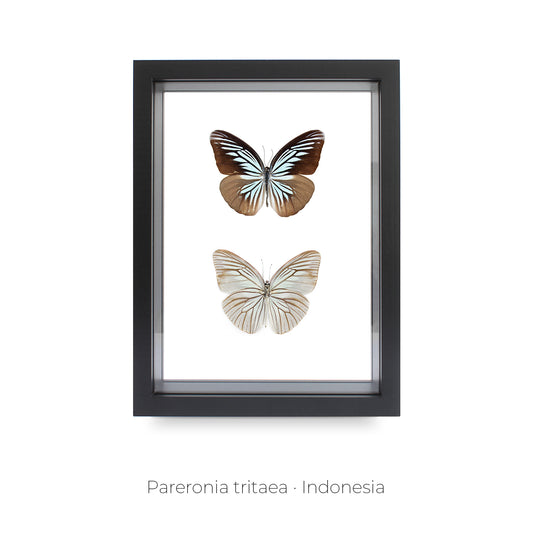 CUADRO DE MARIPOSAS PARERONIA TRITAEA.