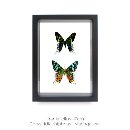 CUADRO DE MARIPOSAS URANIA-CHRYSIRIDIA.