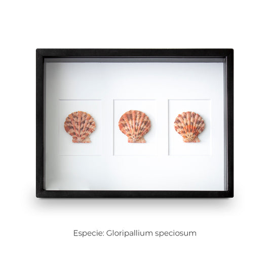 CUADRO CON 3 CARACOLAS GLORIPALLIUM.
