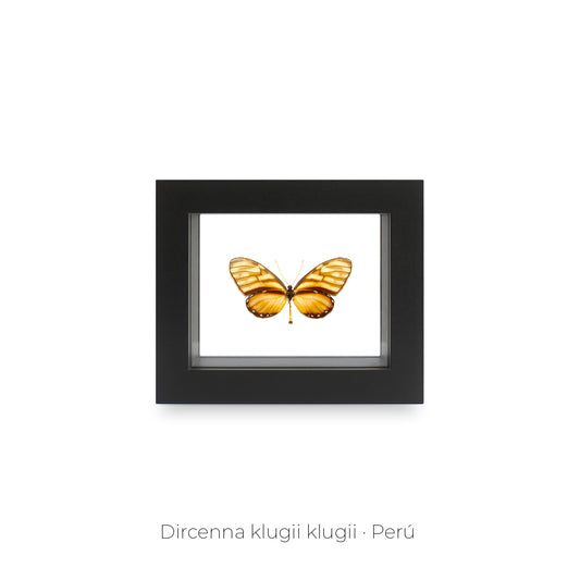 CUADRO DE UNA MARIPOSA DIRCENNA KLUGII.