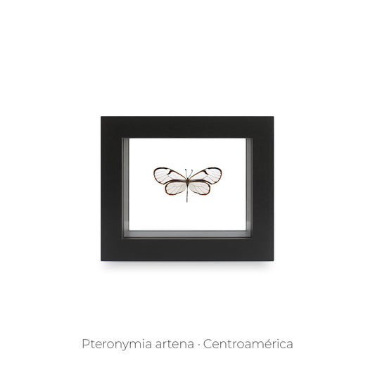 CUADRO DE MARIPOSA PTERONYMIA.