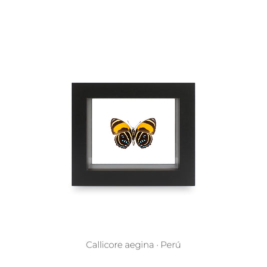 CUADRO DE MARIPOSA CALLICORE AEGINA.