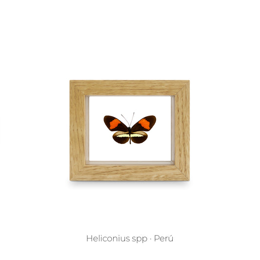 CUADRO DE MARIPOSA HELICONIUS.