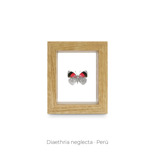 CUADRO DE MARIPOSA DIAETHRIA.