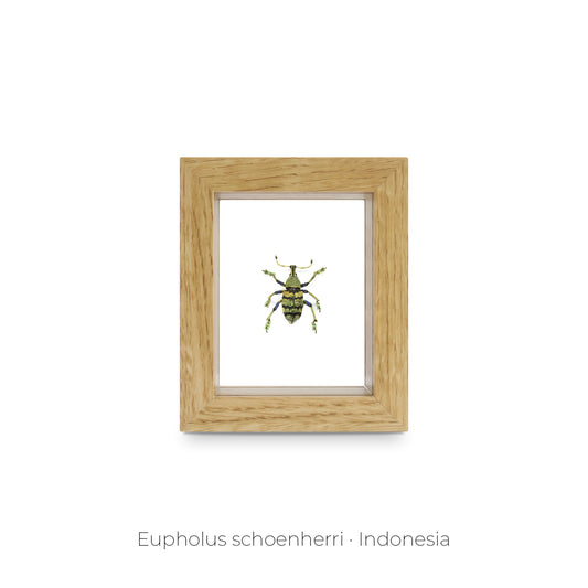 CUADRO DE INSECTO EUPHOLUS.