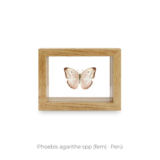 CUADRO DE MARIPOSA PHOEBIS AGARITHE.