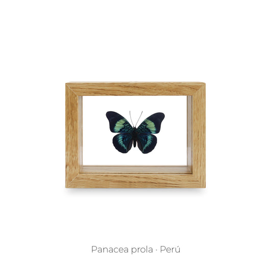 CUADRO DE MARIPOSA PANACEA PROLA.