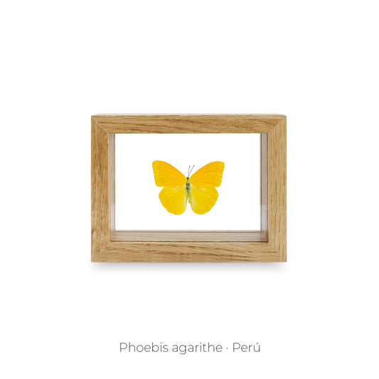 CUADRO DE MARIPOSA PHOEBIS AGARITHE.