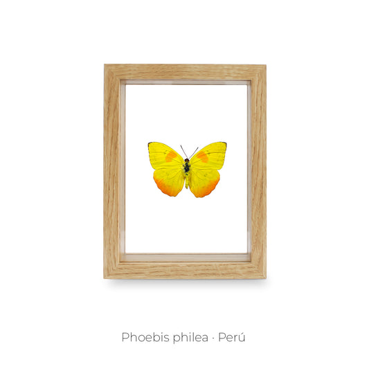 CUADRO DE  MARIPOSA PHOEBIS PHILEA.