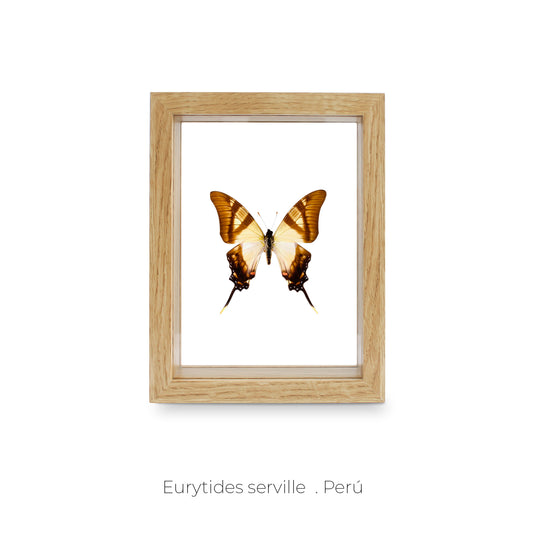 CUADRO DE MARIPOSA EURYTIDES SERVILLE.