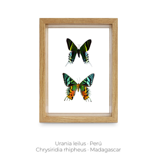 CUADRO DE MARIPOSAS URANIA-CHRYSIRIDIA.