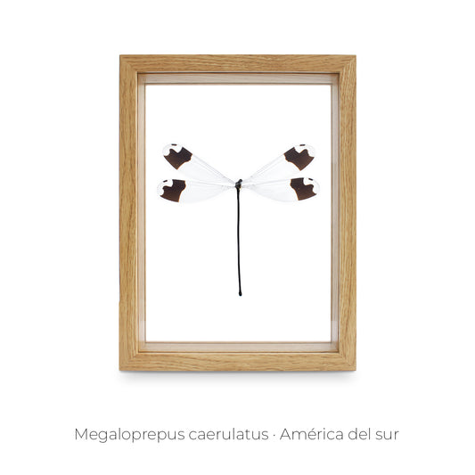 CUADRO LIBÉLULA MEGALOPREPUS.