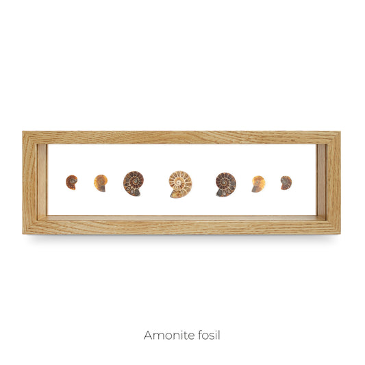 CUADRO DE AMONITES FÓSIL.