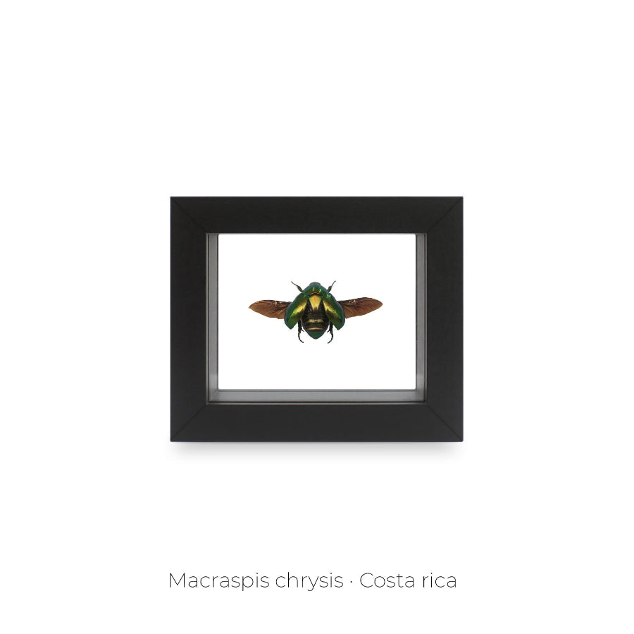 CUADRO DE INSECTO MACRASPIS CHRYSIS