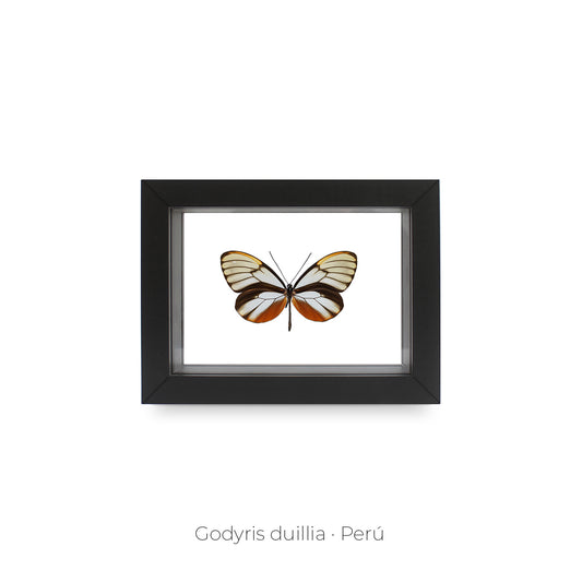 CUADRO DE MARIPOSA GODYRIS.