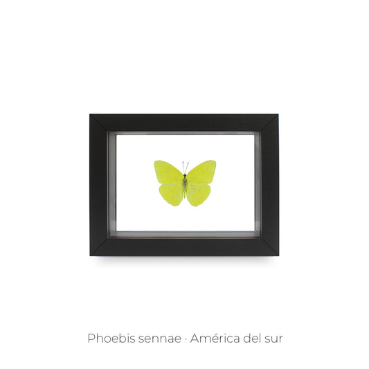 CUADRO DE MARIPOSA PHOEBIS SENNAE.