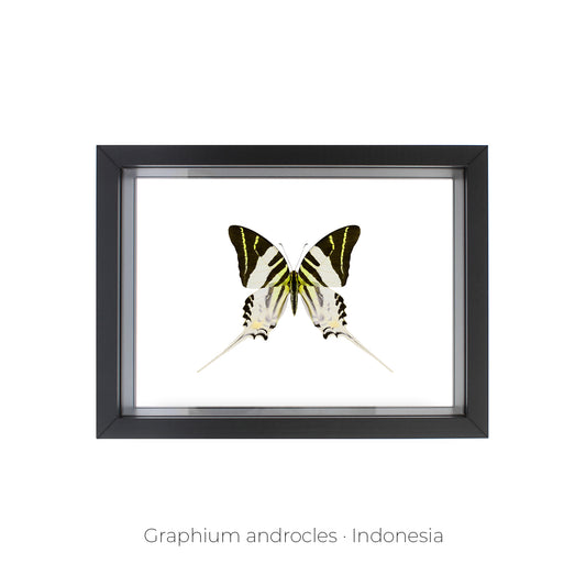 CUADRO DE MARIPOSA GRAPHIUM.