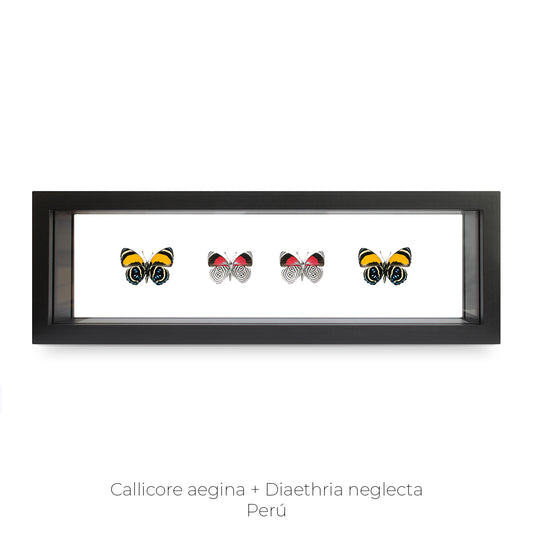 CUADRO DE 4 MARIPOSAS CALLICORE-DIAETHRIA.