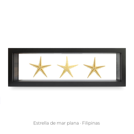 CUADRO DE 3 ESTRELLAS DE MAR.