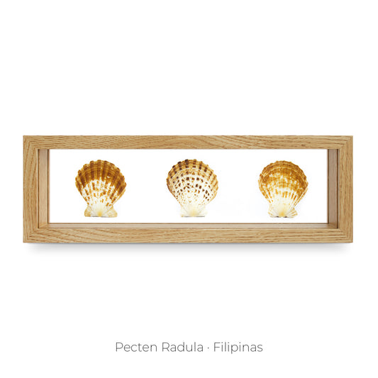 CUADRO CON 3 CARACOLAS.