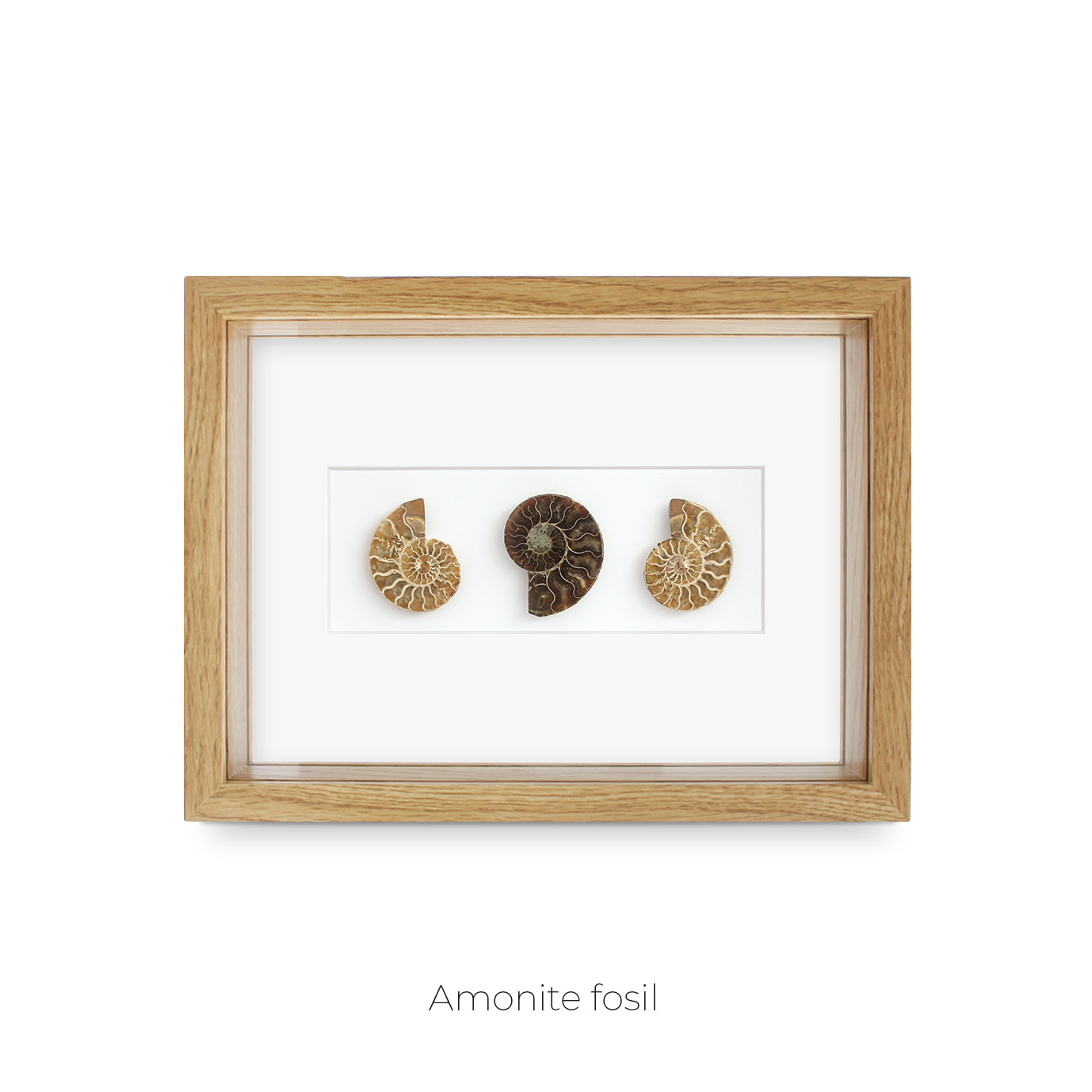 CUADRO DE AMONITES FÓSIL.