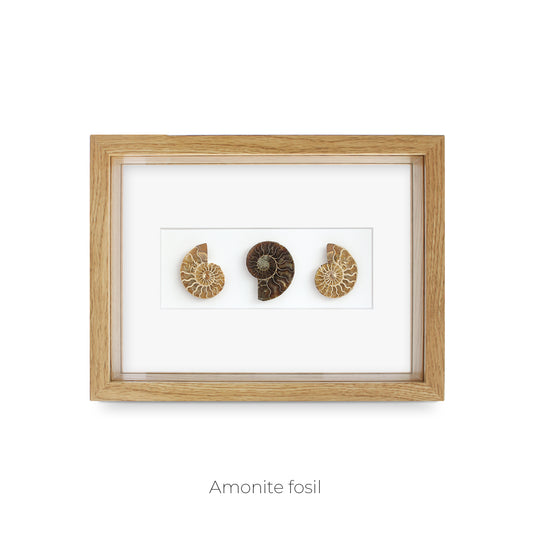 CUADRO DE AMONITES FÓSIL.