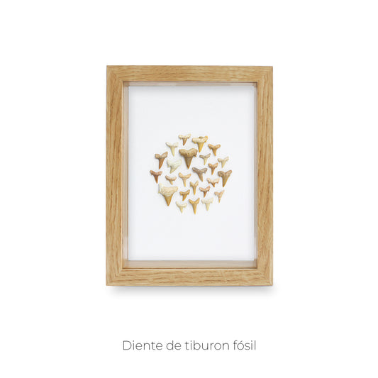 CUADRO DIENTE DE TIBURÓN FÓSIL.