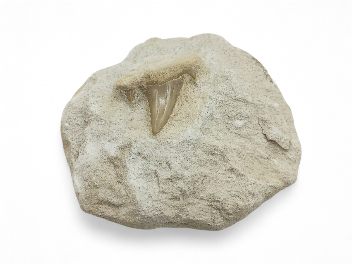 DIENTE DE TIBURON FÓSIL