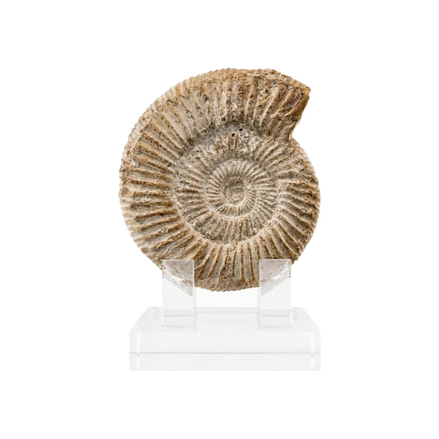 AMONITE BLANCO DE MADAGASCAR