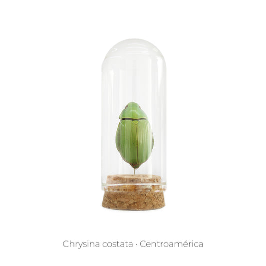 CAPELO DE INSECTO CHRYSINA COSTATA.