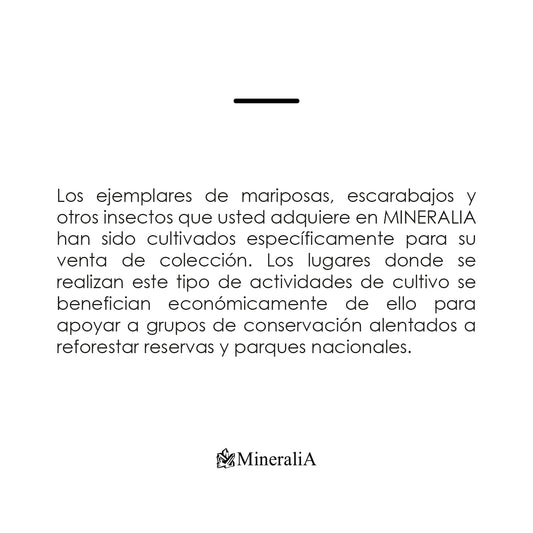 CUADRO DE INSECTO ESCORPIÓN