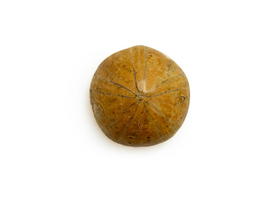 SAND DOLLAR FÓSIL