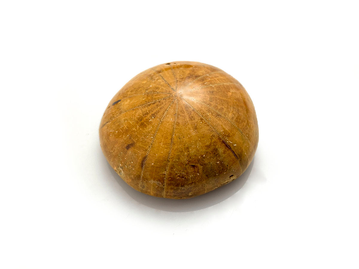 SAND DOLLAR FÓSIL